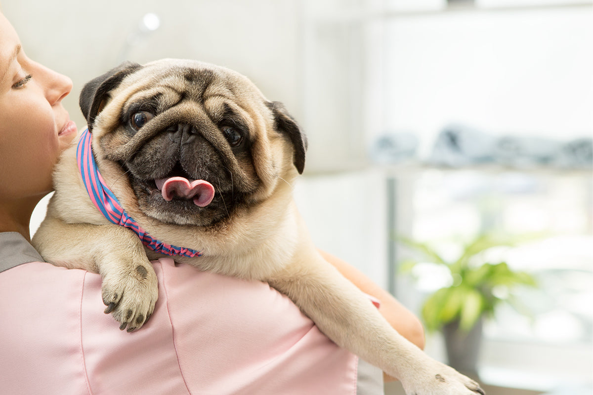 Top Product Categories Every Vet Clinic Needs