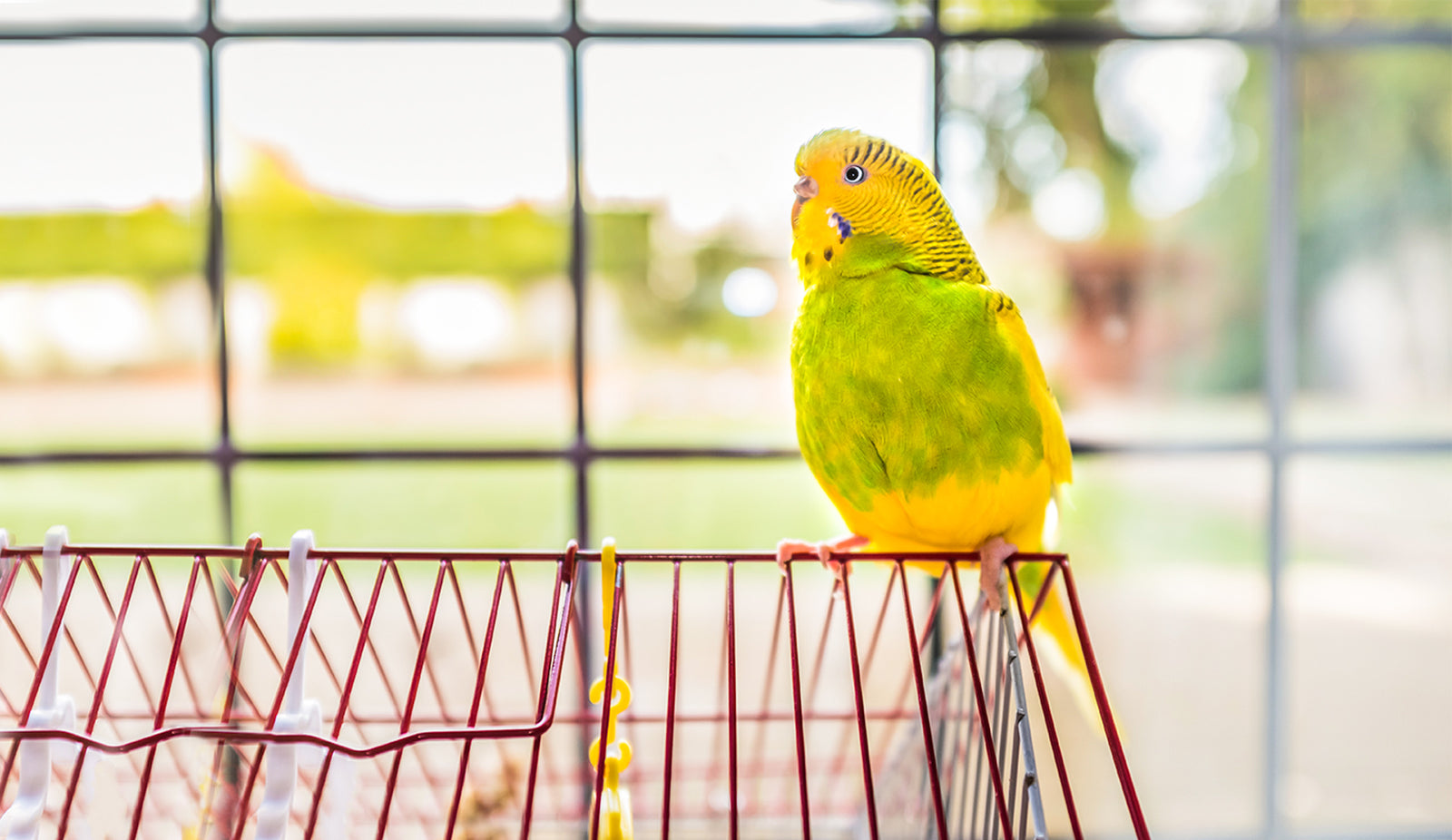 Protecting Pet Immune Systems with Non-toxic Cleaners