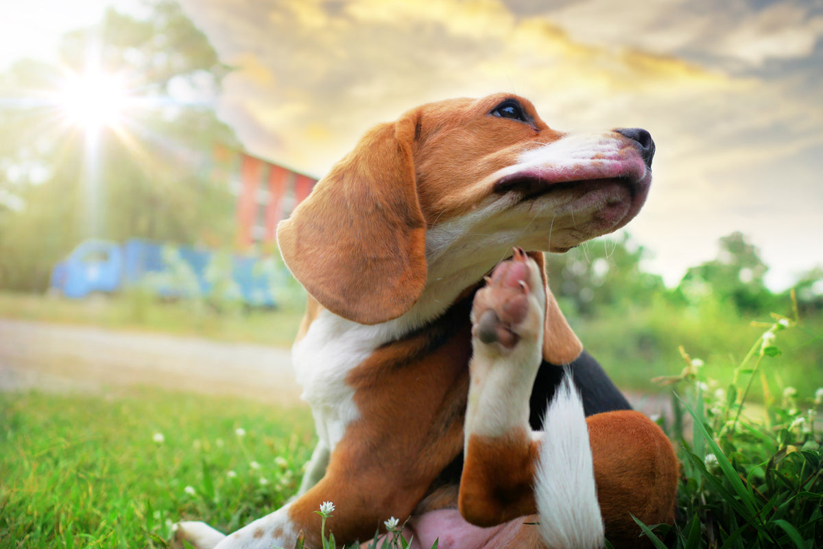 Getting Rid of Fleas & Ticks