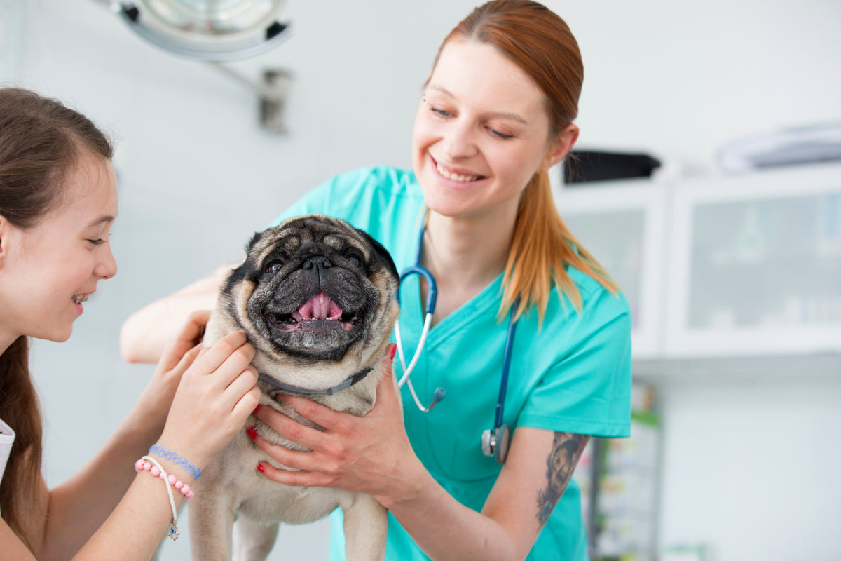 Preparing for National Pet Dental Health Month