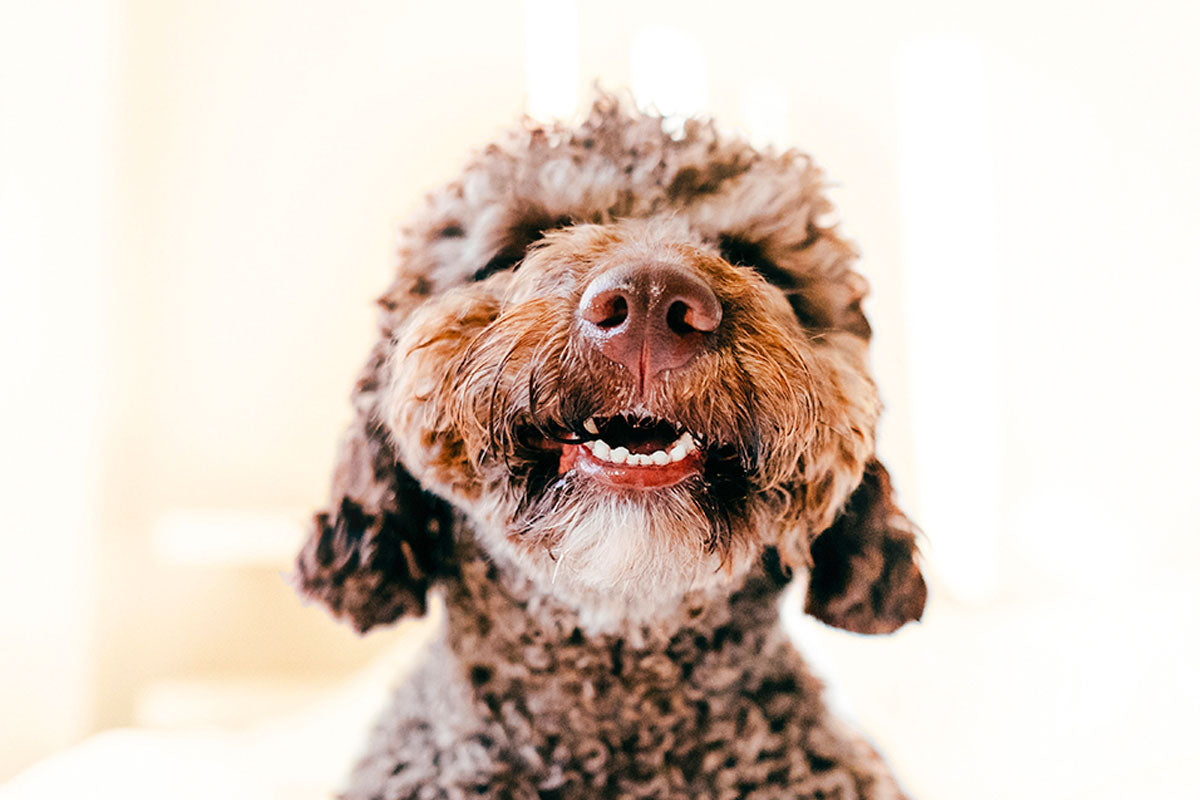 5 Tips to Prepare for National Pet Dental Care Month