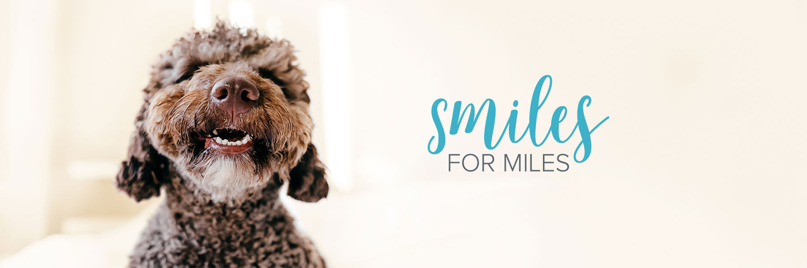 oxyfresh pet products for labradoodles